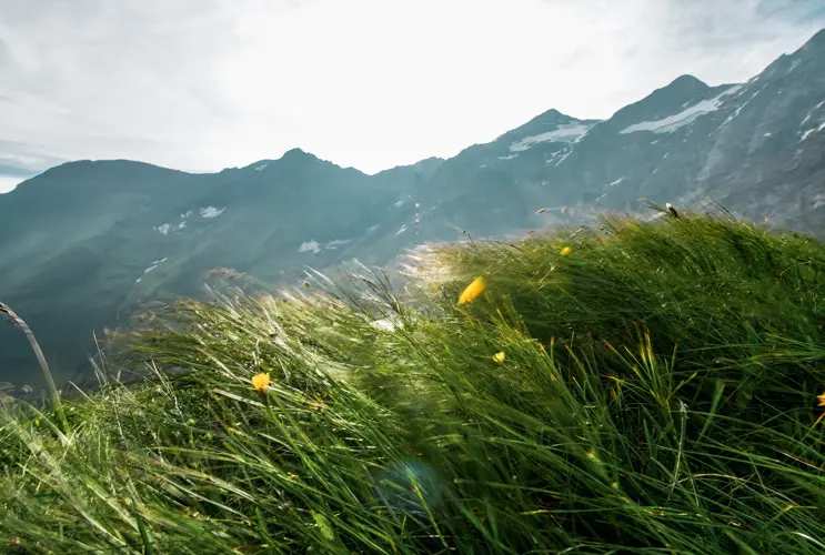 We look out over a summer meadow in Kaprun. The wind blows across the grass. The mountains are in the background. The sun is shining.