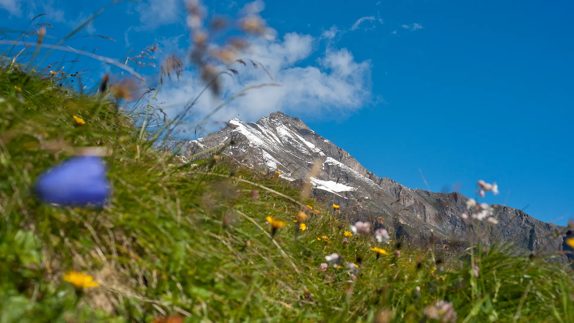 In the foreground we see a mountain meadow with a slight blur. The Alps rise up in the middle ground. In the background we see a blue sky with soft white clouds.